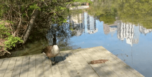 A visit with the ducks.