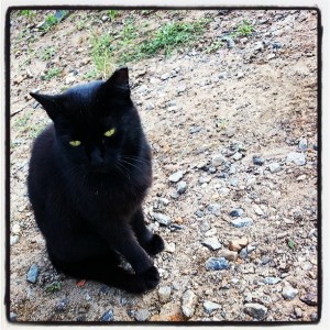Piper the Beltline Kitty came out to greet me on my walk for Dad!