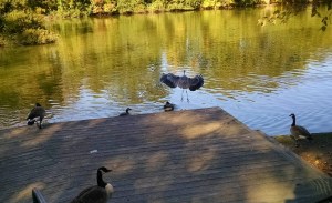 2014-11-03 14.59.12-1