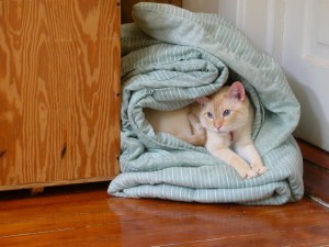 Beautiful Elle, RIP.