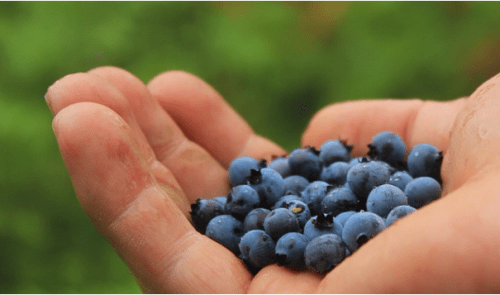 blueberries